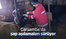 Çarşamba'da şap aşılamaları sürüyor