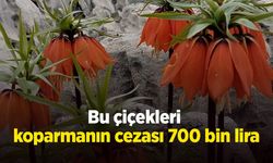 Bu çiçekleri koparmanın cezası 700 bin lira