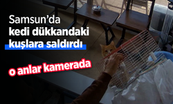 Samsun'da kedi dükkandaki kuşlara saldırdı