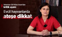 Veteriner Elif Köse Avan’dan kritik uyarı: Evcil hayvanlarda ateşe dikkat