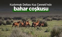 Kızılırmak Deltası Kuş Cenneti’nde bahar coşkusu