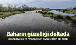 Baharın güzelliği deltada: Su papatyaları ve mandalarıyla ziyaretçilerin ilgi odağı