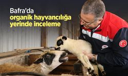 Bafra’da organik hayvancılığa yerinde inceleme