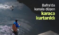 Bafra’da kanala düşen karaca kurtarıldı