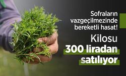 Sofraların vazgeçilmezinde bereketli hasat! Kilosu 300 liradan satılıyor