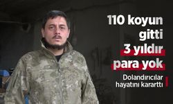 110 koyun gitti, 3 yıldır para yok: Dolandırıcılar hayatını kararttı