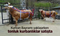 Kurban Bayramı yaklaşırken tonluk kurbanlıklar satışta