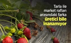 Tarla ile market rafları arasındaki farka üretici bile inanamıyor