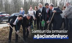 Samsun'da ormanlar ağaçlandırılıyor