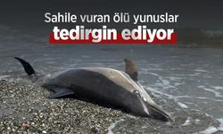 Sahile vuran ölü yunuslar tedirgin ediyor