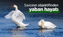 Savcının objektifinden yaban hayatı