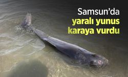 Samsun’da yaralı yunus karaya vurdu
