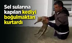Sel sularına kapılan kediyi boğulmaktan kurtardı