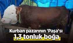 Kurban pazarının 'Paşa'sı 1,3 tonluk boğa