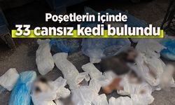 Poşetlerin içinde  33 cansız kedi bulundu