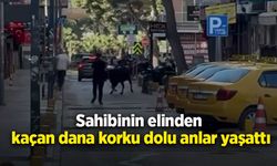Sahibinin elinden kaçan dana korku dolu anlar yaşattı
