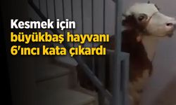 Kesmek için büyükbaş hayvanı 6'ıncı kata çıkardı