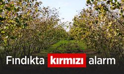 Fındıkta kırmızı alarm: "Küresel iklim olayları, Karadeniz'de fındık sulamasını zorunlu hale getirdi"