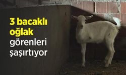 3 bacaklı oğlak görenleri şaşırtıyor