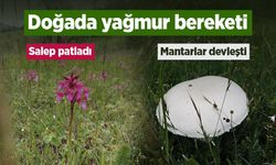 Doğada yağmur bereketi: Salep patladı, mantarlar devleşti
