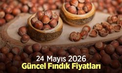24 Mayıs 2026 Güncel Fındık Fiyatları