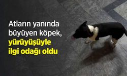 Atların yanında büyüyen köpek, yürüyüşüyle ilgi odağı oldu