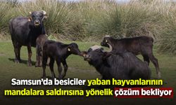Samsun’da besiciler yaban hayvanlarının mandalara saldırısına yönelik çözüm bekliyor