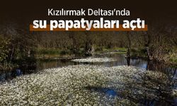 Kızılırmak Deltası'nda su papatyaları açtı