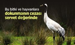 Bu bitki ve hayvanlara dokunmanın cezası servet değerinde