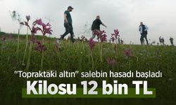 "Topraktaki altın" salebin hasadı başladı: Kilosu 12 bin TL