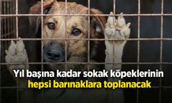 Yıl başına kadar sokak köpeklerinin hepsi barınaklara toplanacak