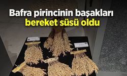 Bafra pirincinin başakları bereket süsü oldu