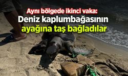 Aynı bölgede ikinci vaka: Deniz kaplumbağasının ayağına taş bağladılar