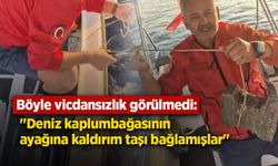 Böyle vicdansızlık görülmedi: "Deniz kaplumbağasının ayağına kaldırım taşı bağlamışlar"