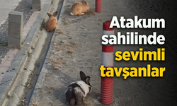 Atakum sahilinde sevimli tavşanlar