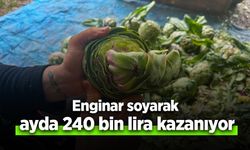 Enginar soyarak ayda 240 bin lira kazanıyor