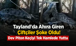 Tayland'da Ahıra Giren Çiftçiler Şoke Oldu! Dev Piton Keçiyi Tek Hamlede Yuttu