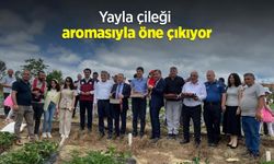 Yayla çileği aromasıyla öne çıkıyor