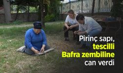 Pirinç sapı, tescilli Bafra zembiline can verdi