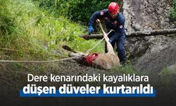 Dere kenarındaki kayalıklara düşen düveler kurtarıldı