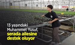 13 yaşındaki Muhammet Yusuf, serada ailesine destek oluyor