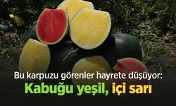 Bu karpuzu görenler hayrete düşüyor: kabuğu yeşil, içi sarı