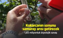 Kokarcanın sonunu samuray arısı getirecek: 1,65 milyonluk biyolojik savaş