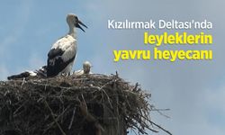 Kızılırmak Deltası'nda leyleklerin yavru heyecanı