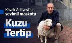 Kavak Adliyesi'nin sevimli maskotu: Kuzu Tertip