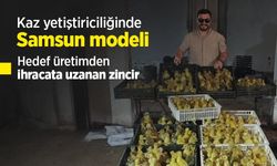 Kaz yetiştiriciliğinde Samsun modeli: Hedef üretimden ihracata uzanan zincir