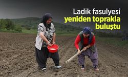 Ladik fasulyesi yeniden toprakla buluştu