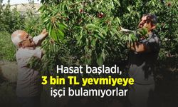 Hasat başladı, 3 bin TL yevmiyeye işçi bulamıyorlar