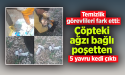 Temizlik görevlileri fark etti: Çöpteki ağzı bağlı poşetten 5 yavru kedi çıktı