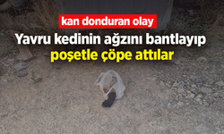 Kan donduran olay: Yavru kedinin ağzını bantlayıp poşetle çöpe attılar